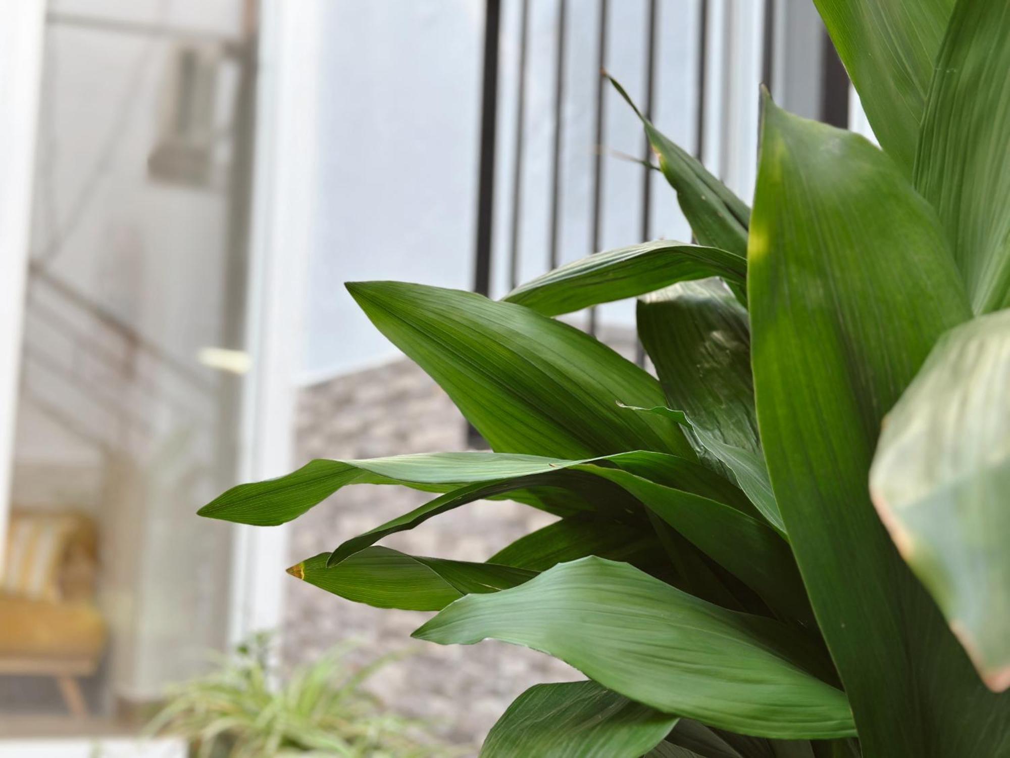 Casa Rural Alcocer Deluxe L Privacidad E Intimidad Puebla de Alcocer Dış mekan fotoğraf